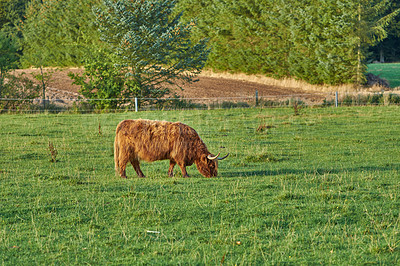 Buy stock photo Grass fed Highland cow on farm pasture, grazing and raised for dairy, meat or beef industry. Full length of hairy cattle animal standing alone on green grass on remote farmland or agriculture estate