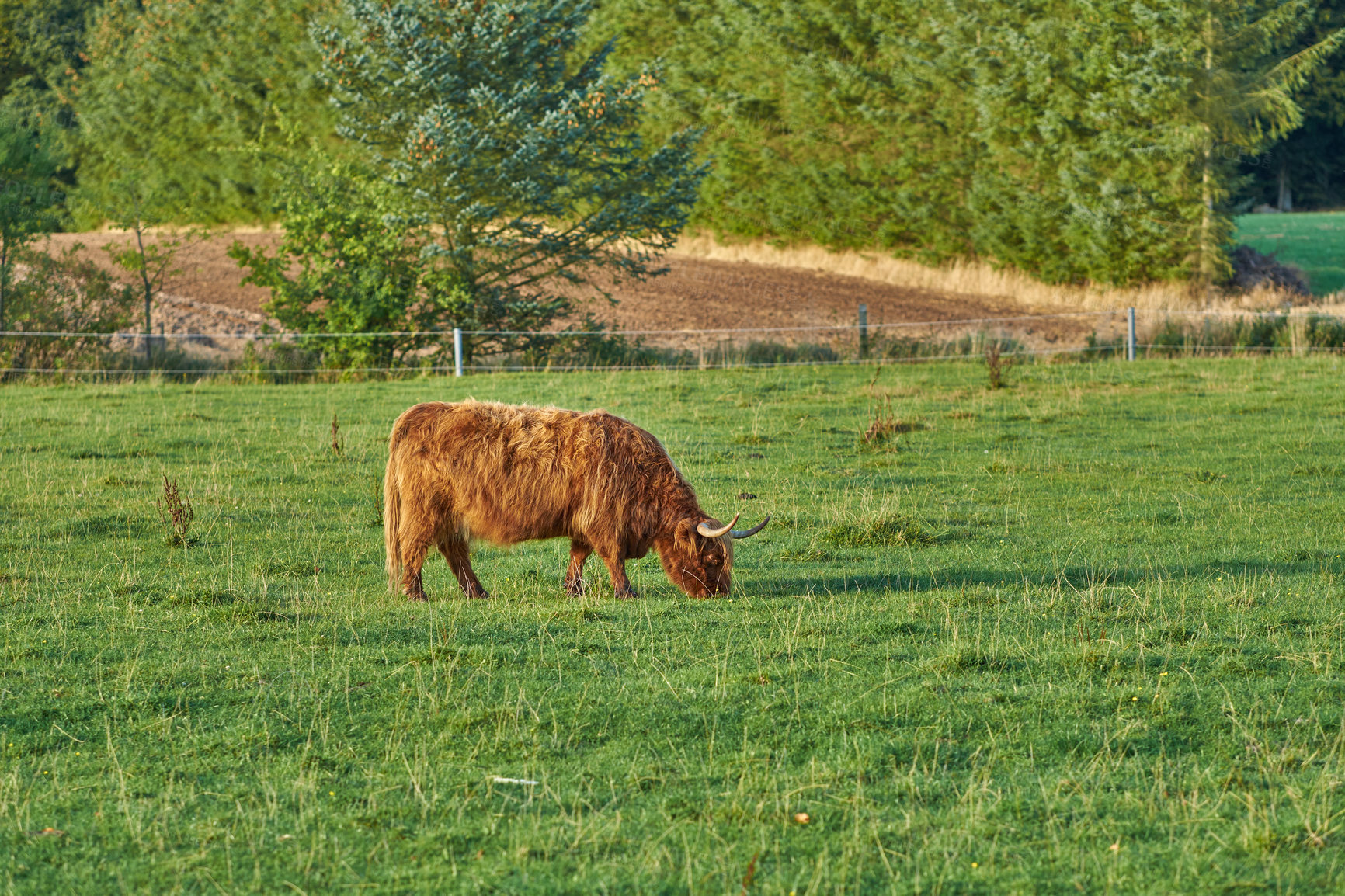 Buy stock photo Grass fed Highland cow on farm pasture, grazing and raised for dairy, meat or beef industry. Full length of hairy cattle animal standing alone on green grass on remote farmland or agriculture estate