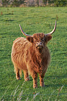 Highland cows