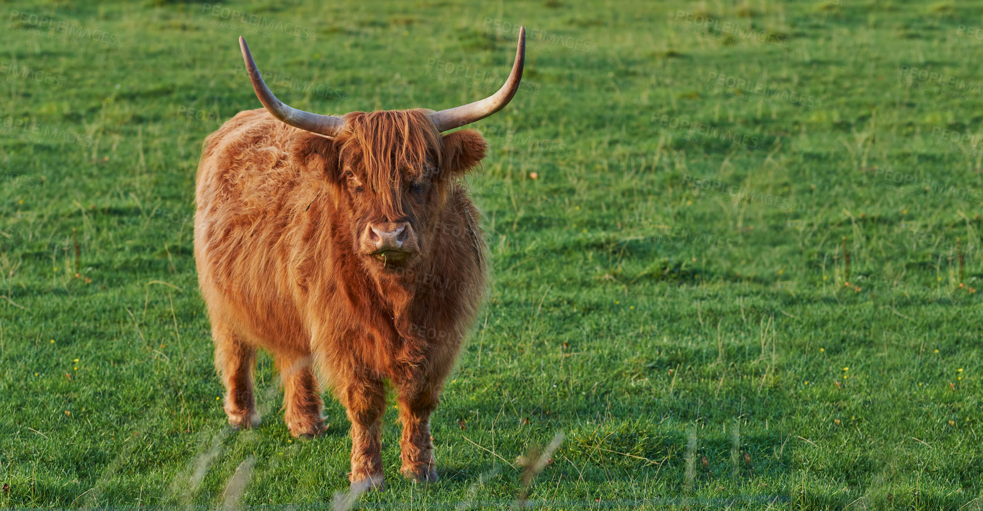 Buy stock photo Angry and dangerous bull with huge horns standing in field. Startled cow staring ahead about to charge on an open meadow. Portrait of long haired bull isolated in an open space.