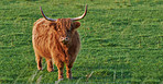 Highland cows