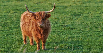 Buy stock photo Angry and dangerous bull with huge horns standing in field. Startled cow staring ahead about to charge on an open meadow. Portrait of long haired bull isolated in an open space.