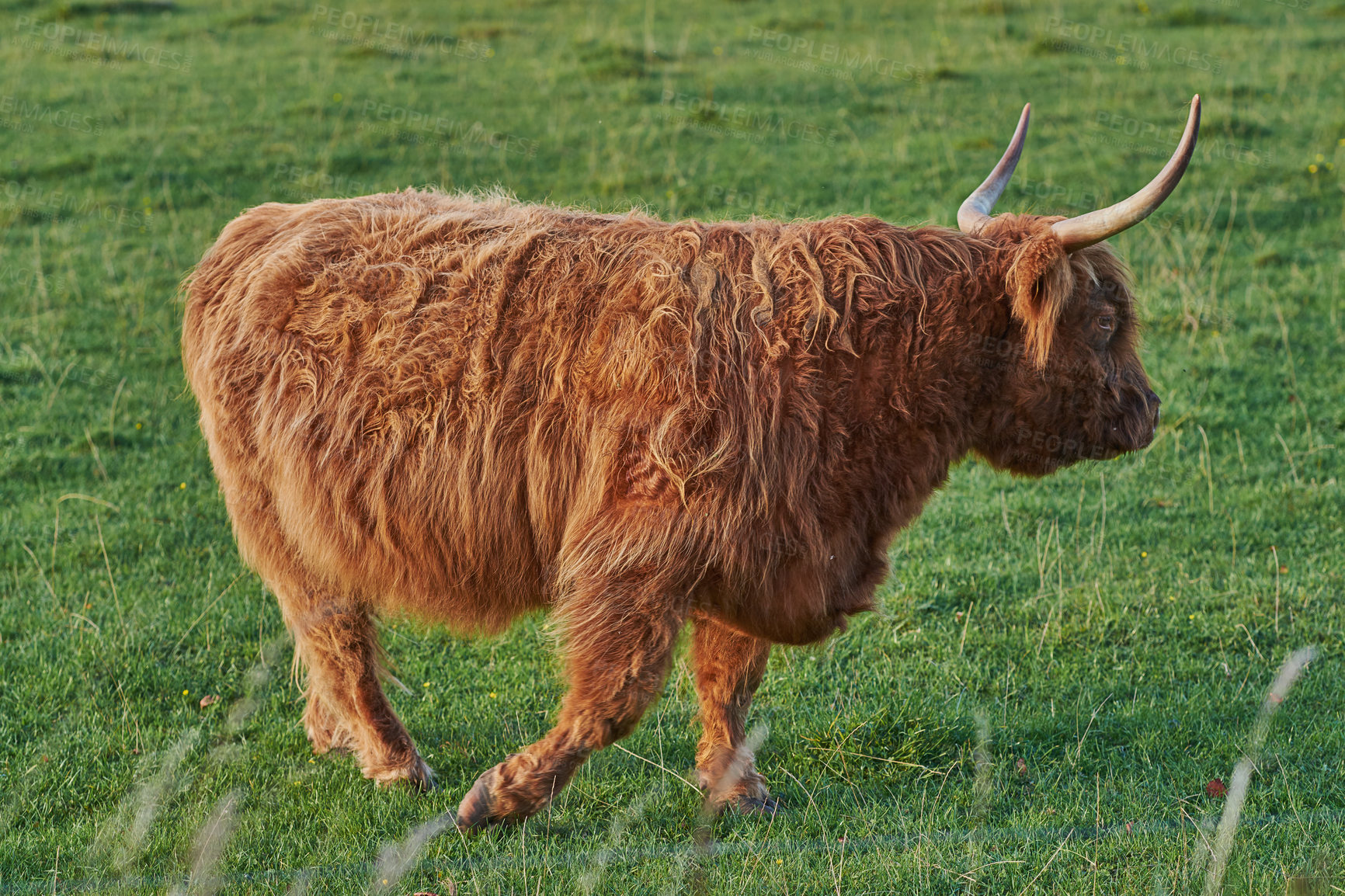 Buy stock photo  Highland cow walks on green summer field.Shaggy bovine with red fur strolling in the meadow. Side view of Isolated bull with long horns moving away from the camera. 