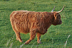 Highland cows