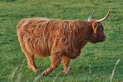 Buy stock photo  Highland cow walks on green summer field.Shaggy bovine with red fur strolling in the meadow. Side view of Isolated bull with long horns moving away from the camera. 