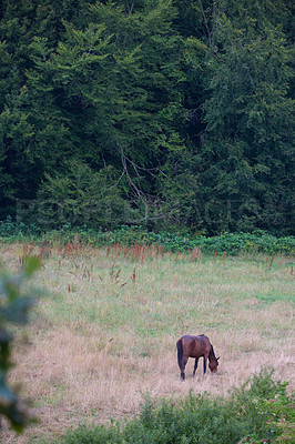 Buy stock photo a photo of a horse in natural setting