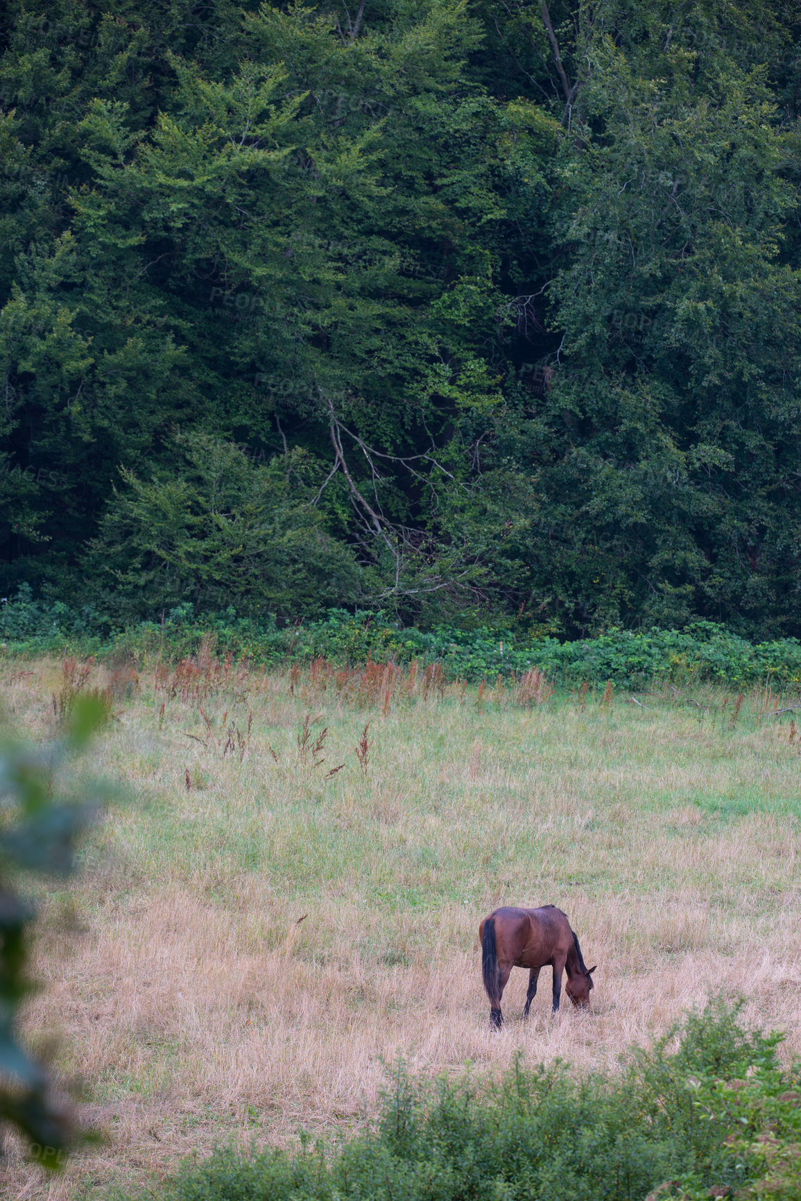 Buy stock photo a photo of a horse in natural setting