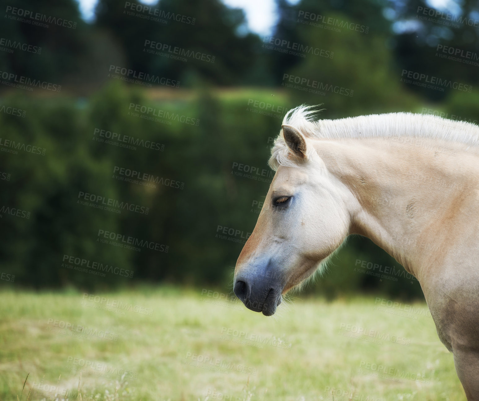 Buy stock photo a photo of a horse in natural setting