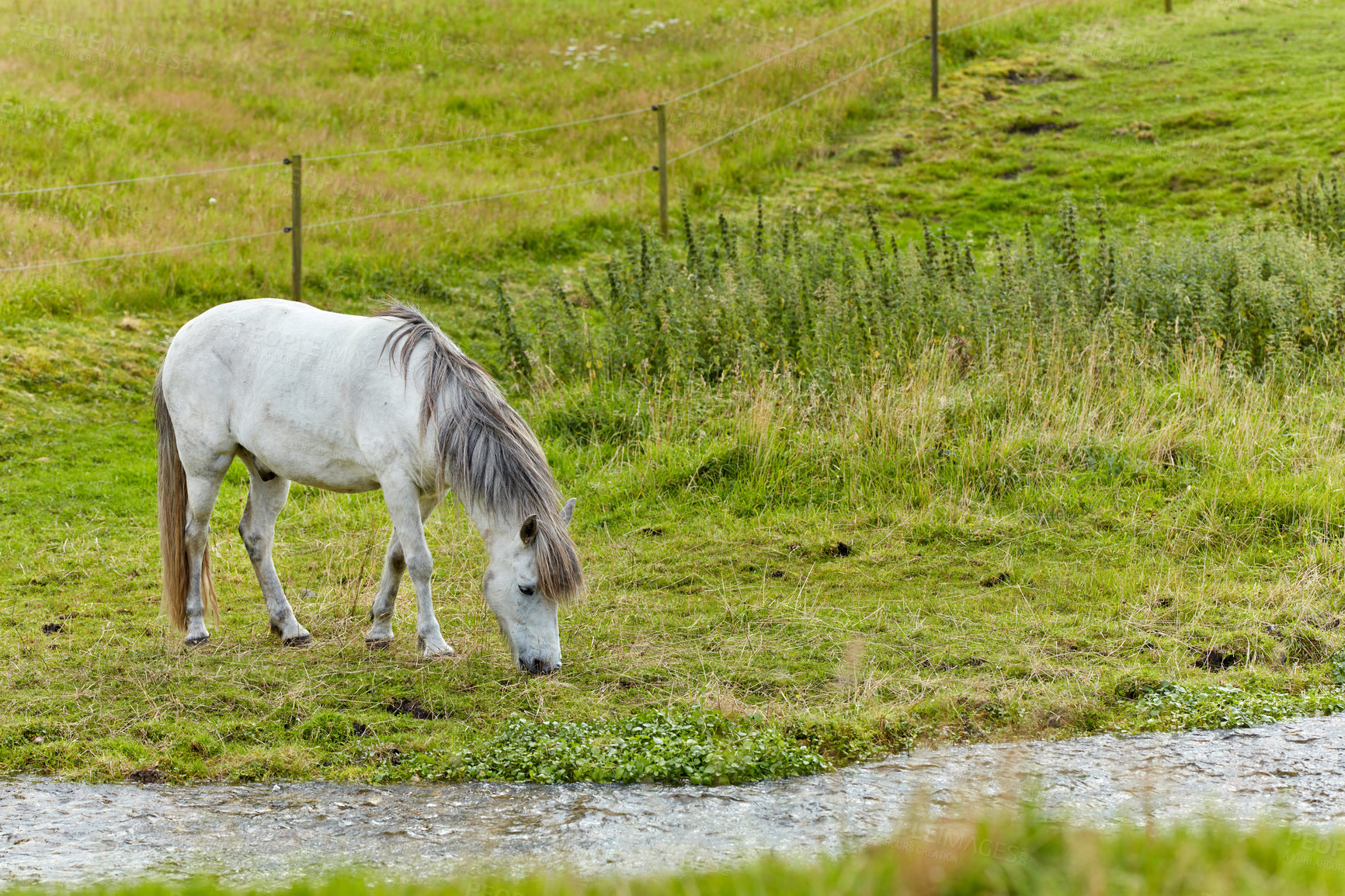 Buy stock photo a photo of a horse in natural setting