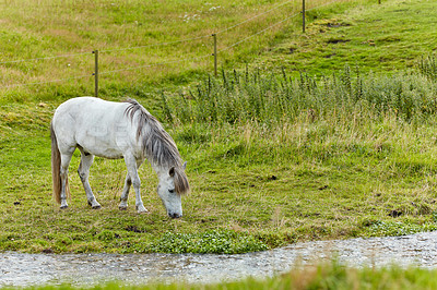 Buy stock photo a photo of a horse in natural setting