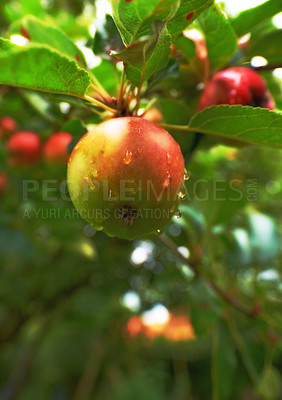Buy stock photo Nature, fruit and apple growing on trees in orchard for agriculture, farming and harvesting. Countryside, sustainability and closeup of red apples on branch for organic, healthy and natural produce