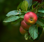 An apple per day keeps the doctor away