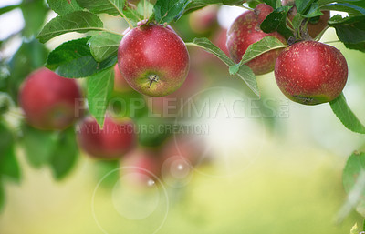 Buy stock photo Apple-picking has never looked so enticing -  a really healthy and tempting treat.