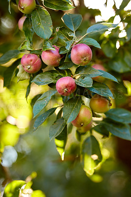 Buy stock photo Apple-picking has never looked so enticing -  a really healthy and tempting treat.