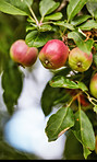 An apple per day keeps the doctor away