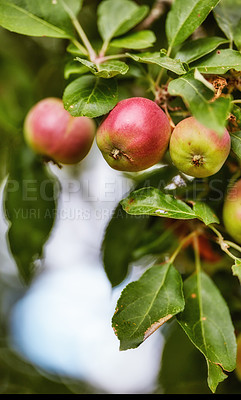 Buy stock photo Apple-picking has never looked so enticing -  a really healthy and tempting treat.