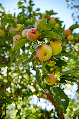 Buy stock photo Closeup, apple and trees at farm, growth and fruit in nature for agriculture, food or spring for harvest. Apples, fruits and leaves with sustainable farming, tree and summer in countryside at orchard