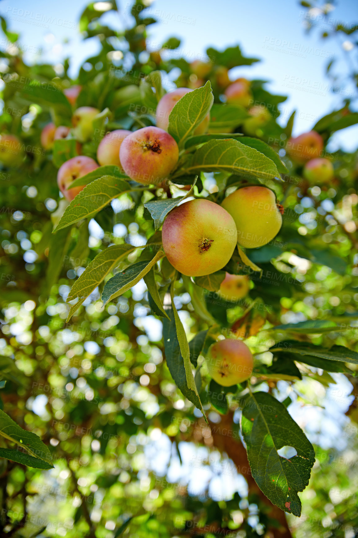 Buy stock photo Closeup, apple and trees at farm, growth and fruit in nature for agriculture, food or spring for harvest. Apples, fruits and leaves with sustainable farming, tree and summer in countryside at orchard