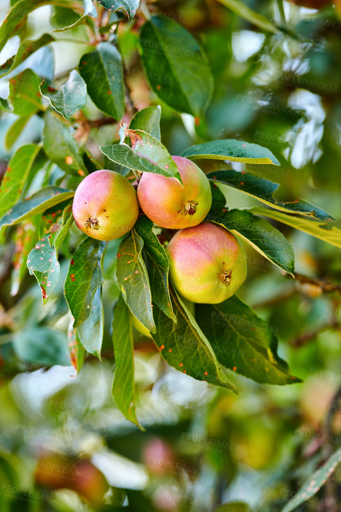 Buy stock photo Closeup, apple and trees for farming, growth and fruit in nature for agriculture, food or spring for harvest. Apples, fruits and leaves with sustainable farm, tree or summer in countryside at orchard