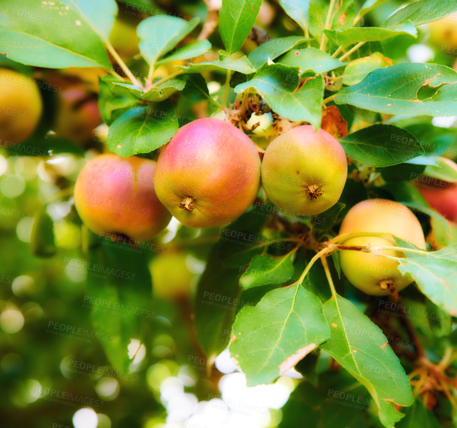 Buy stock photo Apple-picking has never looked so enticing -  a really healthy and tempting treat.