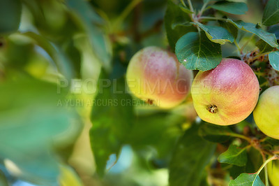 Buy stock photo Forest, fruit and apple on trees in farm for agriculture, orchard farming and harvesting. Nature, sustainability and closeup of red and green apples on branch for organic, healthy and natural produce