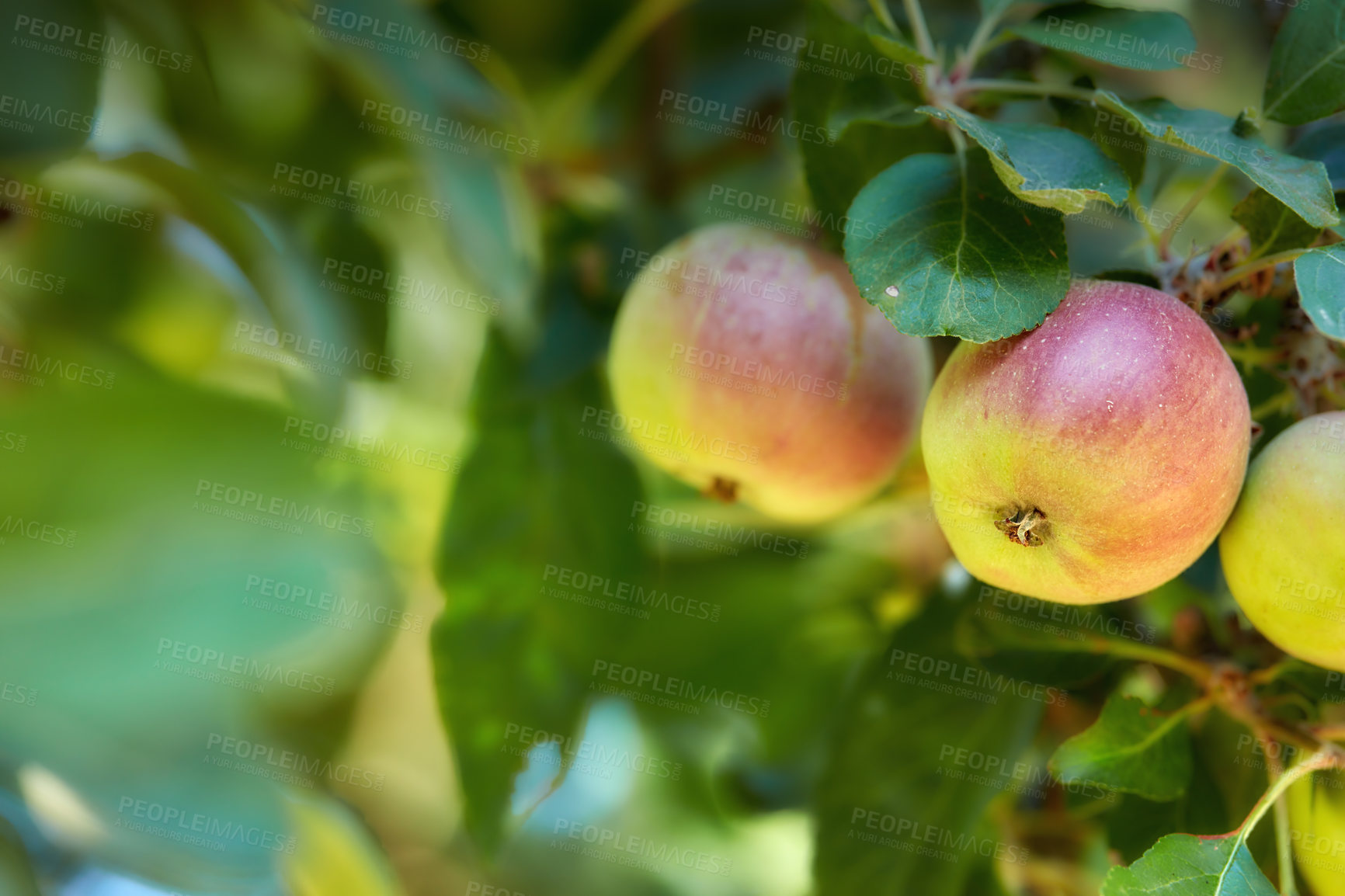 Buy stock photo Forest, fruit and apple on trees in farm for agriculture, orchard farming and harvesting. Nature, sustainability and closeup of red and green apples on branch for organic, healthy and natural produce