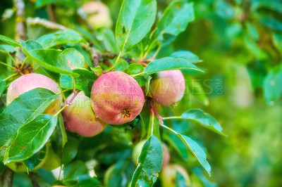 Buy stock photo Trees, red and apple in nature for agriculture, farming and harvesting in spring on orchard. Food, sustainability and closeup of fresh apples growing for organic, healthy or natural produce in garden