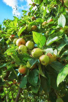 Buy stock photo Orchard, fruit and apple on trees in farm for agriculture, farming and harvesting in nature. Countryside, garden and closeup of green or red apples on branch for organic, healthy and natural produce