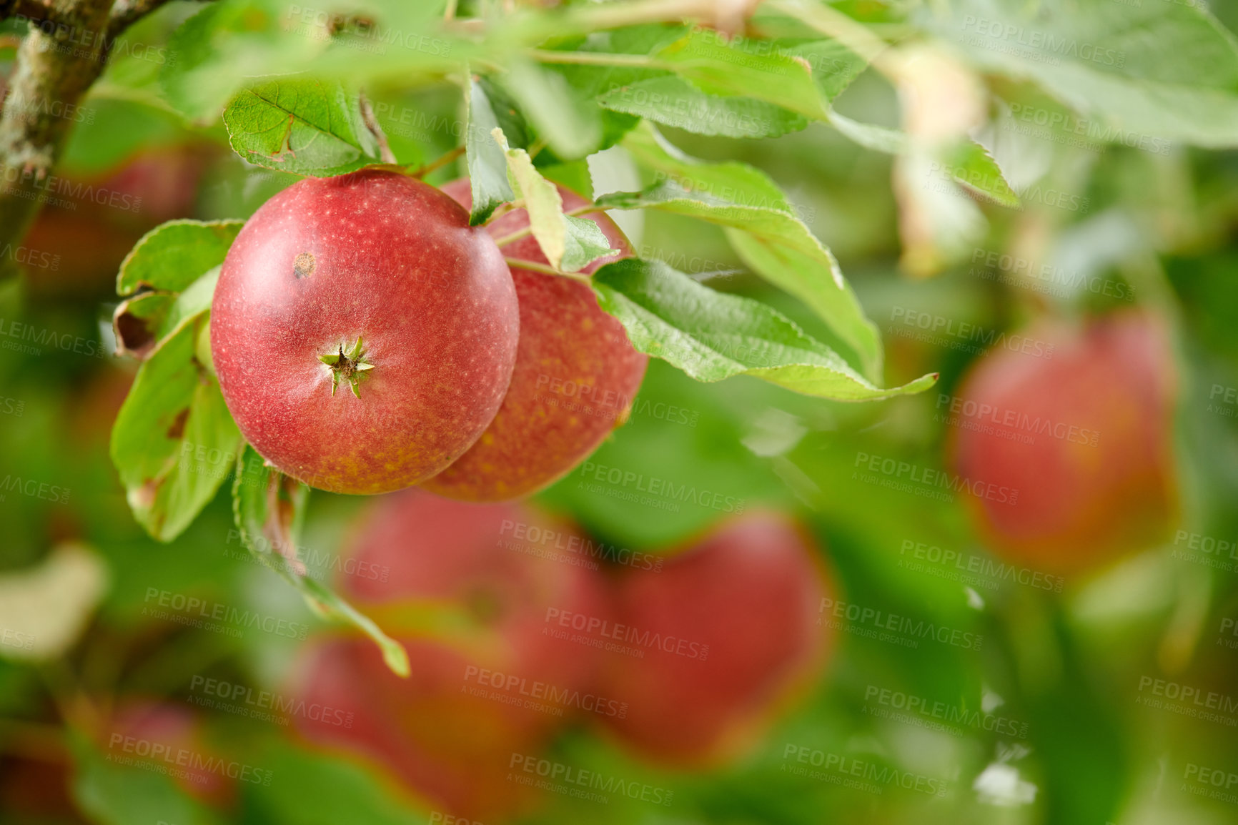 Buy stock photo Nature, fruit and apple on trees in farm for agriculture, orchard farming and harvesting. Growth, sustainability and closeup of green or red apples growing for organic, healthy or natural produce