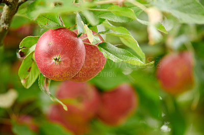 Buy stock photo Nature, fruit and apple on trees in farm for agriculture, orchard farming and harvesting. Growth, sustainability and closeup of green or red apples growing for organic, healthy or natural produce