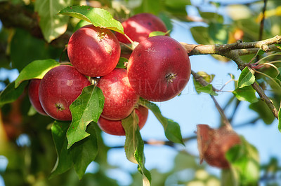 Buy stock photo Apple-picking has never looked so enticing -  a really healthy and tempting treat.