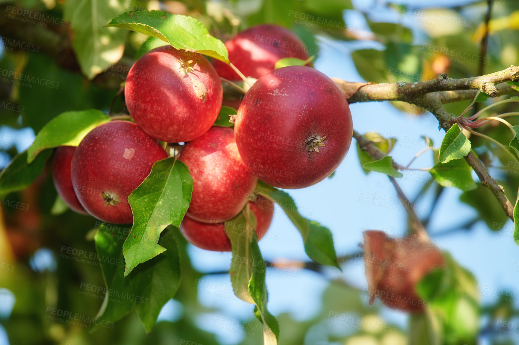 Buy stock photo Apple-picking has never looked so enticing -  a really healthy and tempting treat.