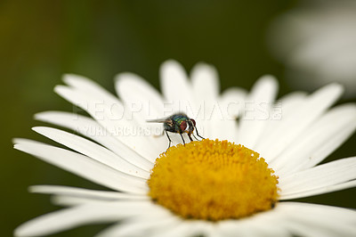 Buy stock photo A green bottle fly pollinating a daisy on a summer day. Closeup detail of a blowfly sitting on a flower and feeding during spring. An insect outdoors in a thriving floral ecosystem