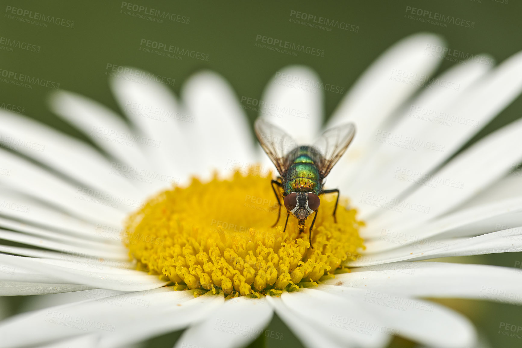 Buy stock photo Closeup of a fly feeding of nectar on a white Marguerite daisy flower in a private or secluded home garden. Macro and texture detail of common green bottle insect pollination and plant pest control