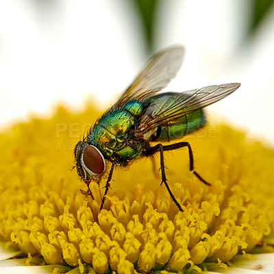 Buy stock photo Macro of a common green bottle fly eating floral disc nectar on white Marguerite daisy flower. Closeup texture or detail of insect pollination, plant pest control in a secluded home garden or park