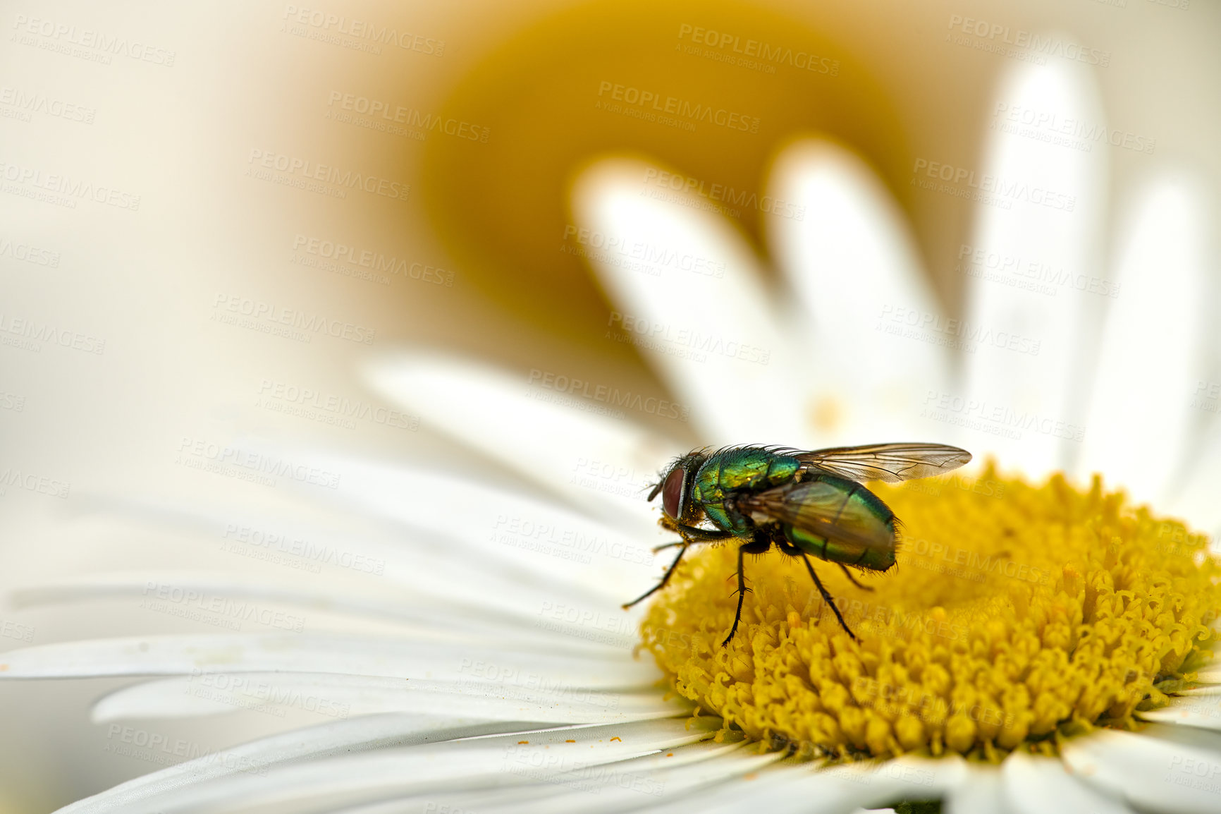 Buy stock photo Common green bottle fly pollinating a white daisy flower outdoors. Closeup of one blowfly feeding off nectar from the yellow pistil on a marguerite plant. Macro of a sericata insect in an ecosystem