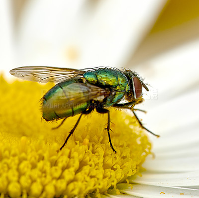 Buy stock photo Green bottle fly feeds and relax on a white daisy after a long day of flying. Colourful blue blowfly collect nectar and pollinates a flower. Closeup of a hairy common fly on a bright yellow blossom. 