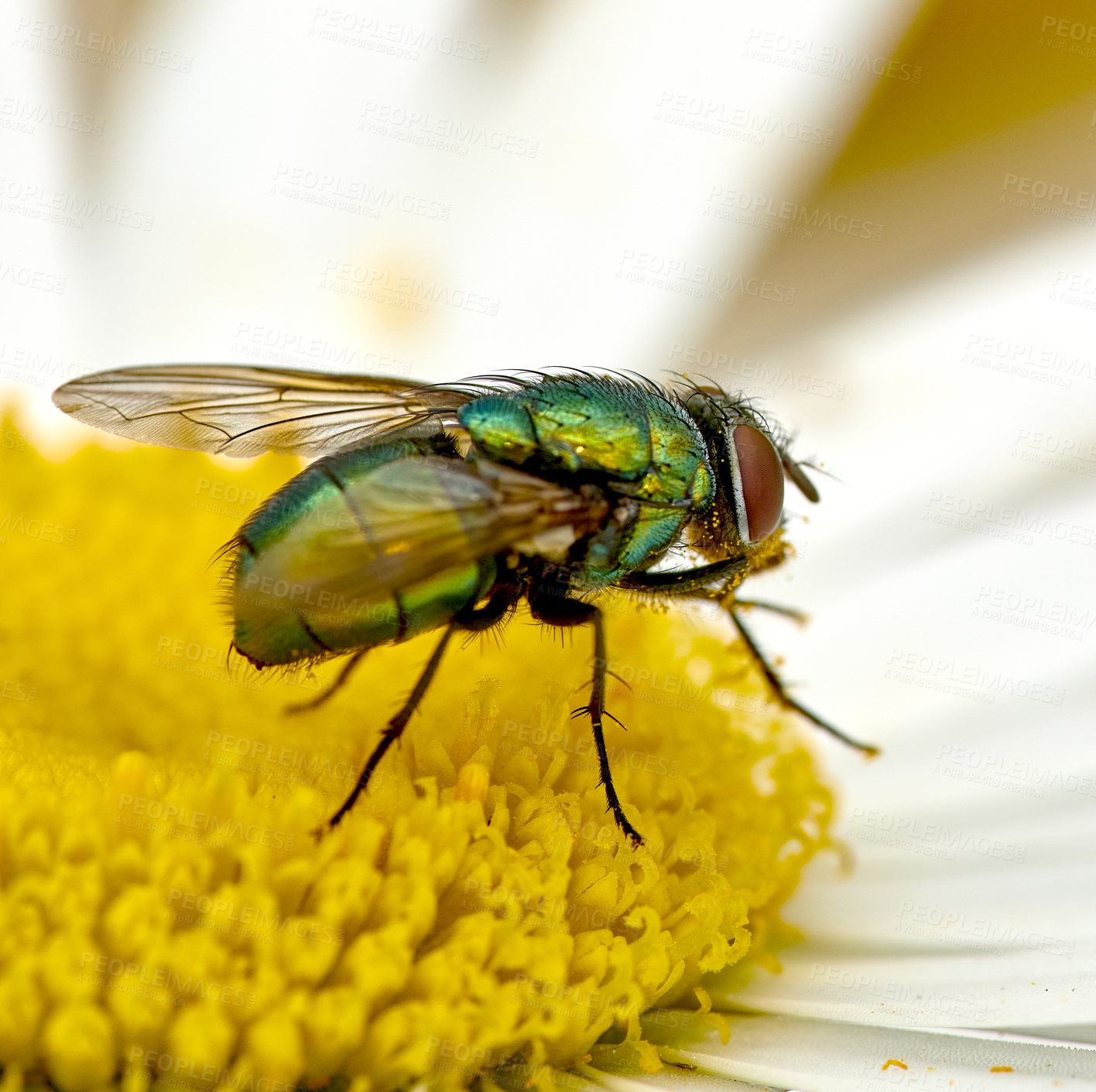 Buy stock photo Green bottle fly feeds and relax on a white daisy after a long day of flying. Colourful blue blowfly collect nectar and pollinates a flower. Closeup of a hairy common fly on a bright yellow blossom. 