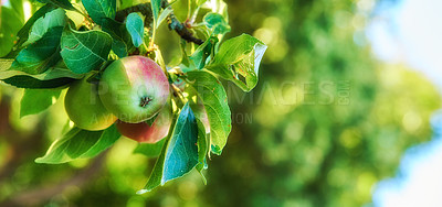 Buy stock photo Closeup of red and green apples ripening on a tree in a sustainable orchard on a farm in a remote countryside. Growing fresh, healthy fruit produce for nutrition and vitamins on agricultural farmland
