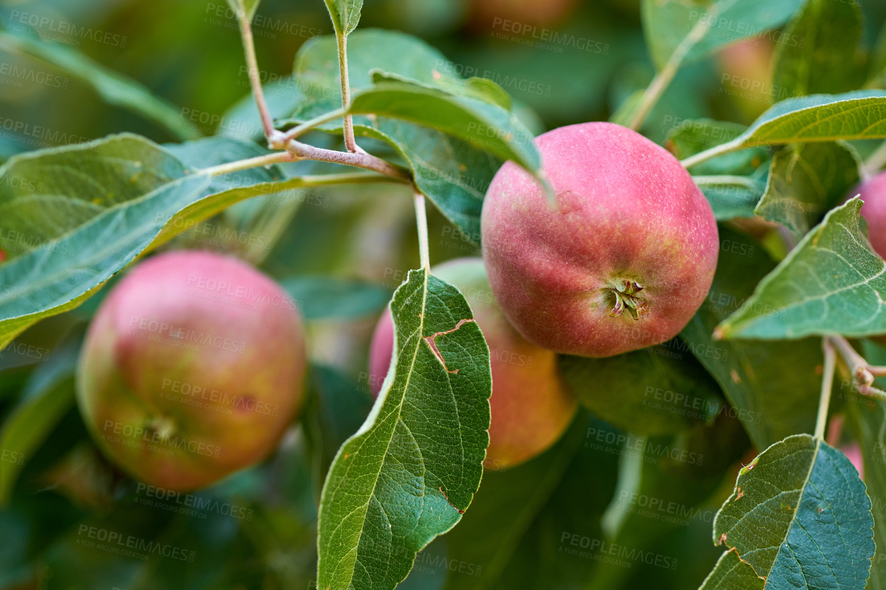 Buy stock photo Closeup of fresh red apples and healthy snack fruit growing for nutrition and vitamins. Apple tree on sustainable orchard farm in remote countryside with lush stems and branches with green background