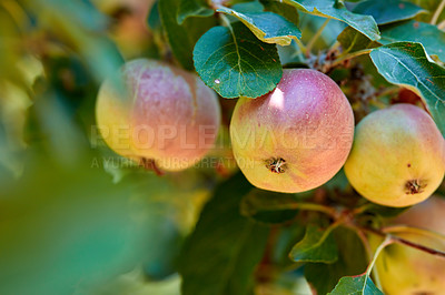 Buy stock photo Fresh apples growing on a tree for harvest in a sustainable orchard on a sunny day outdoors. Closeup of ripe, nutritious and organic fruit cultivated on a thriving farm or grove in the countryside