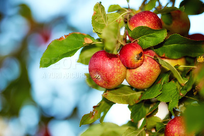 Buy stock photo Red apples on a tree ready to be harvested on a farm with copyspace. Delicious ripe fruit is sold as healthy, fresh, and organic produce to grocery stores. Fresh food to be picked for eating