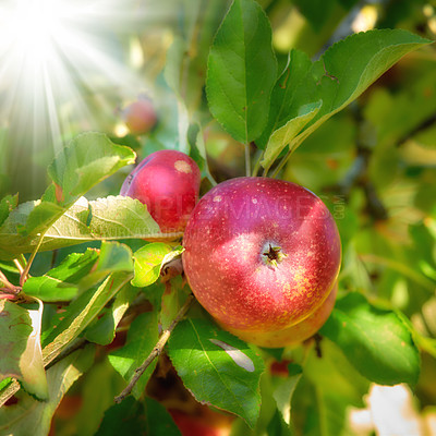 Buy stock photo Bright and ripe red apples growing on a farm in a green fruit tree on a sunny day. Organic crops ready for harvest during the autumn season outdoors in a garden with sunlight shining through