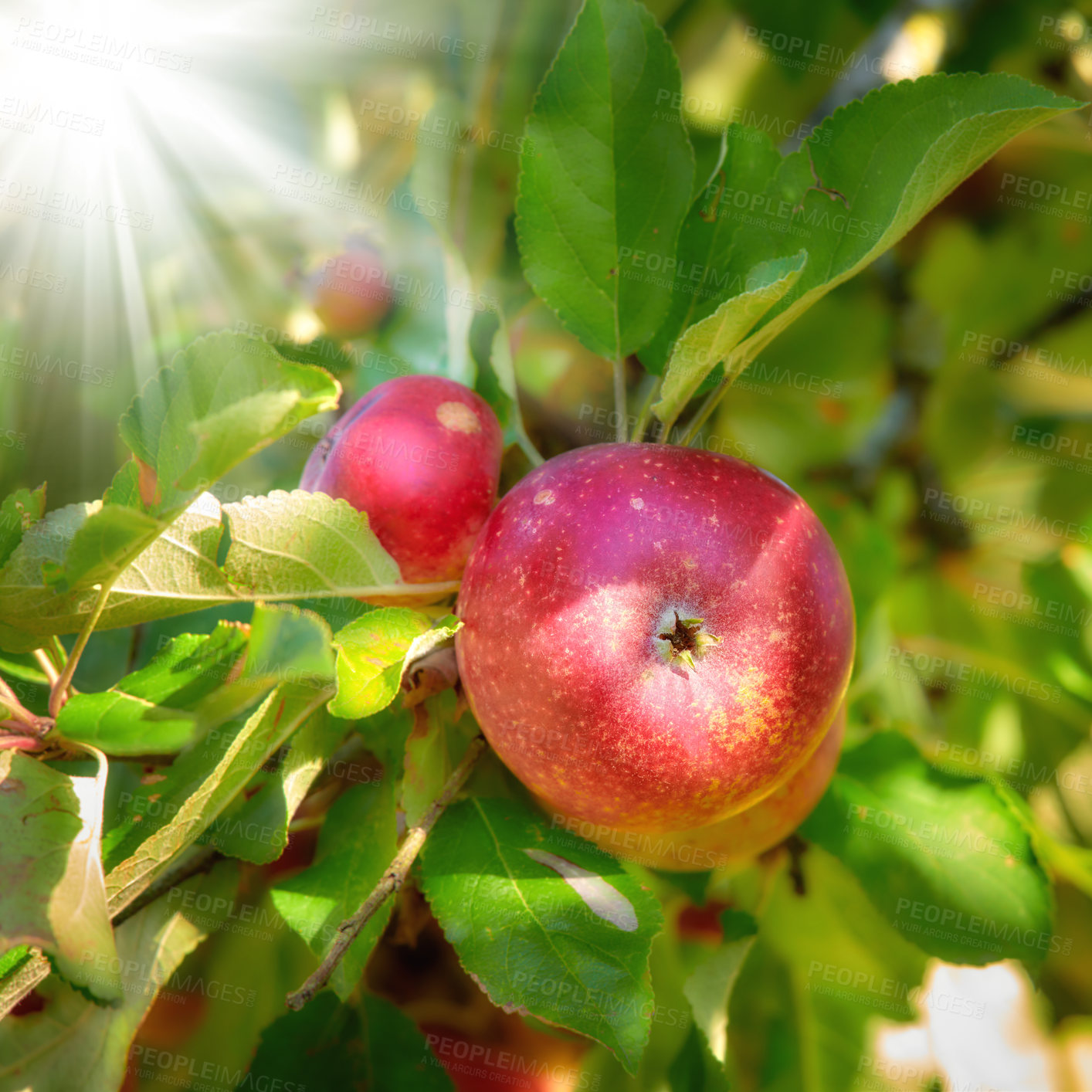 Buy stock photo Bright and ripe red apples growing on a farm in a green fruit tree on a sunny day. Organic crops ready for harvest during the autumn season outdoors in a garden with sunlight shining through
