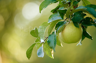 Buy stock photo Closeup of a single green apple ripening on a tree in a sustainable orchard on a farm in a remote countryside. Growing fresh, healthy fruit produce for nutrition and vitamins on agricultural farmland