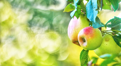 Buy stock photo Beautiful ripe apples ready to be harvested and sold to vendors and grocery stores. Delicious Honeycrisp fruit on a tree prepared to be gathered and collected as organic and fresh produce for sale