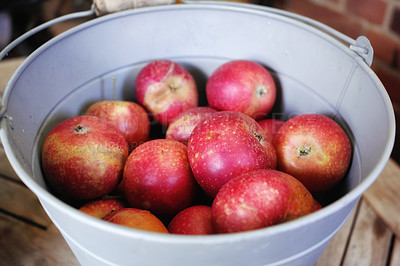 Buy stock photo Closeup of juicy, delicious and organic fruit picked when ripe and in season. Produce cultivated on a sustainable orchard or plantation to sell at a farmers market. Fresh red apples in a metal bucket