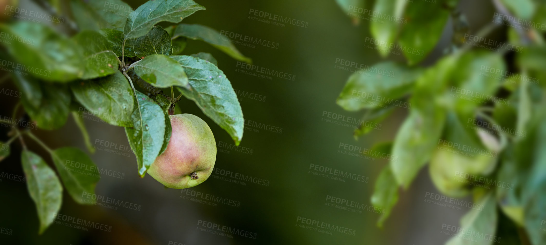 Buy stock photo Closeup of red and green apples ripening on a tree in a sustainable orchard on a farm in a remote countryside. Growing fresh, healthy fruit produce for nutrition and vitamins on agricultural farmland