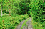 The forest in springtime - Denmark