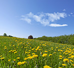 Green fields and blue skies 
